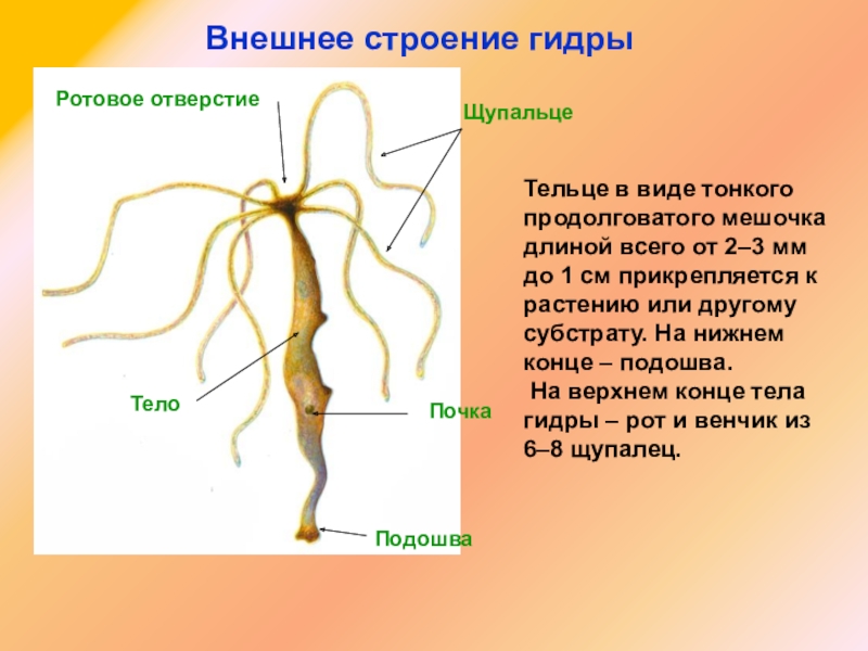 Kraken ссылка официальная